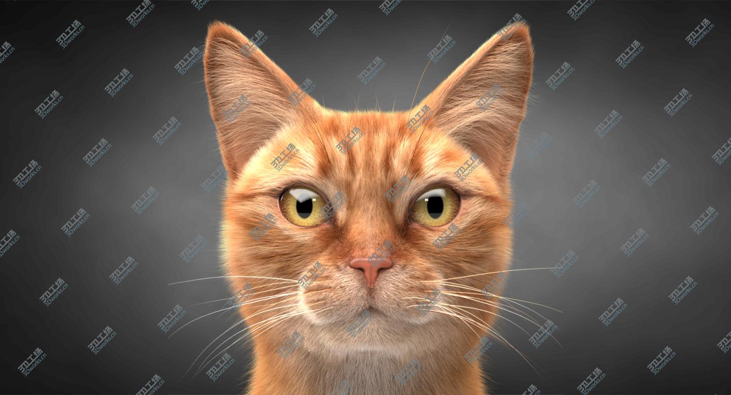 images/goods_img/202104092/3D Cat Ginger v1 model/2.jpg